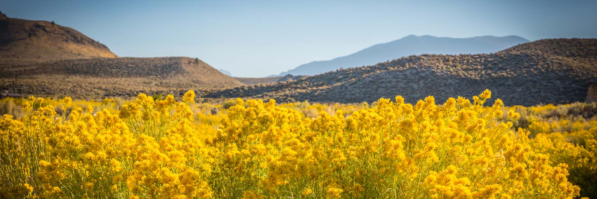 Berge, Steppe und gelbe Blumen | Das Panorama soll sinnbildlich den Kaukasus, die geschichtliche Heimat der Kefirknolle, teilen.