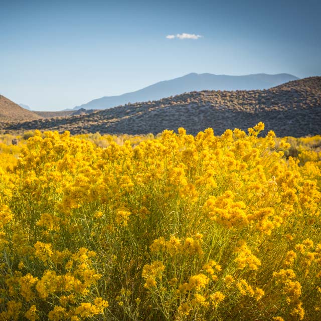 Bild von Bergen, Steppe und Blumen. | Das Foto steht sinnbildlich f&uuml;r die Kaukasus-Region. Hier soll die vermutliche historische Heimat von frischk&auml;se-&auml;hnlichem Kefir sein.