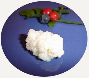 Kefir Knolle vor blauem Hintergrund - Die kleine Knolle findet Verwendung beim Herstellen von Kefir.