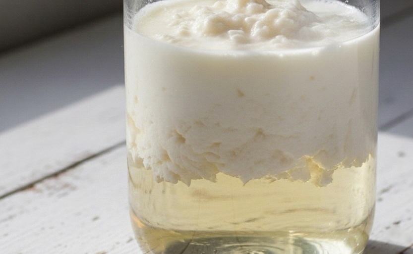 Kefir trennt sich | Oben erkennt man den festeren Kefir-Bruch und unten die fl&uuml;ssige Kefir-Molke