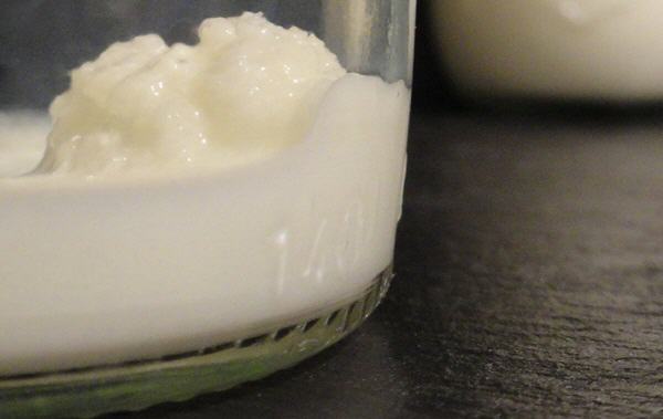 Kefirknolle in Milch. | Hinweis: Sie k&ouml;nnen ihre Kefirknolle gelegentlich reinigen.