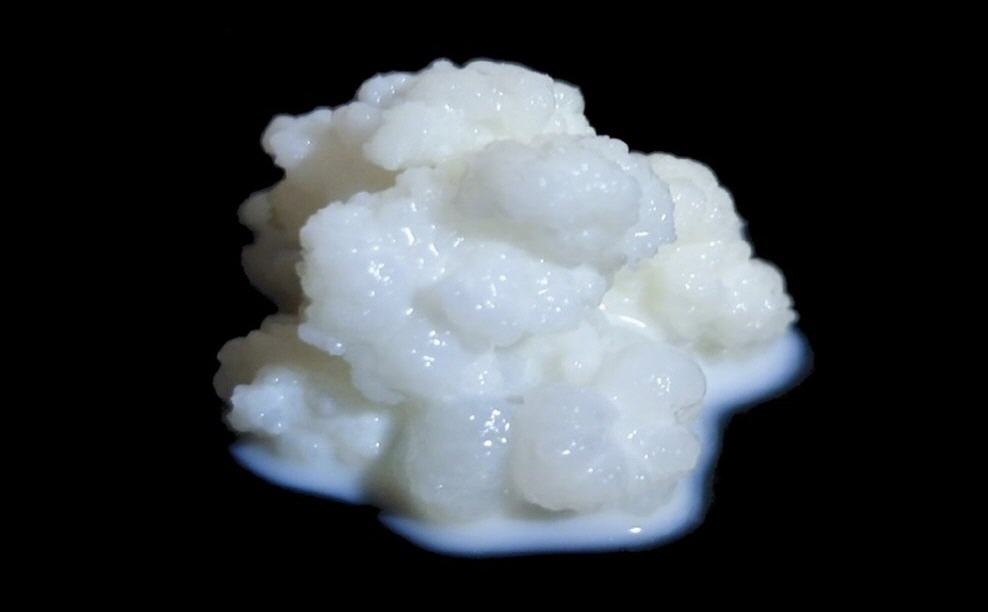 Gro&szlig;e Kefirknolle vor schwarzem Hintergrund - L&auml;sst sich eigentlich eine gr&ouml;&szlig;ere Kefirknolle teilen?