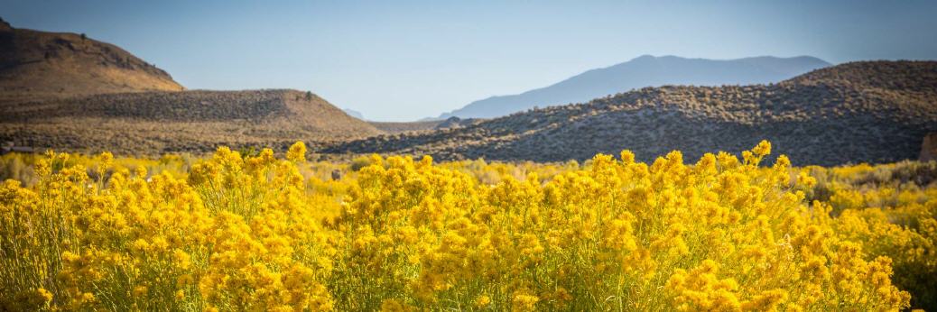 Natur mit Blumen, Steppe und Bergen  sinnbildlich für den Kaukasus, der geschichtlichen Heimat von Kefir und Kefirknolle (Kefirpilz).