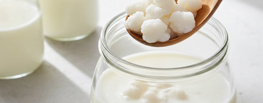 Kefirknollen in Bio Milch. Durch regelm&auml;&szlig;iges Ansetzen mit Milch vermehren sich Kefirknollen und teilen sich.