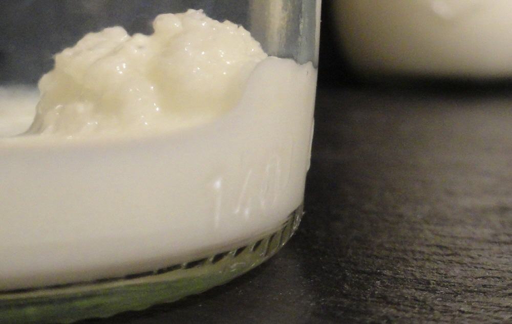 Kefirpilz in Milch (Anmerkung: Die Aufbewahrung in Milch (im K&uuml;hlschrank) ist viel einfacher und sicherer als das Abtrocknen von Kefirpilzen.