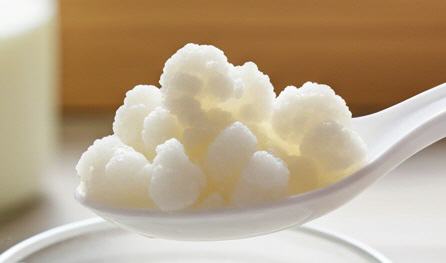 Hier sieht man kleine Kefirpilze auf einem L&ouml;ffel. Einen gro&szlig;en Kefirpilz in kleine Kefirpilze zu teilen ist m&ouml;glich.